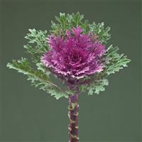 Crane Feather Queen Red Flowering Kale