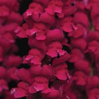 Cool Crimson Snapdragon