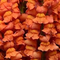 Cool Orange Snapdragon