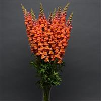 Cool Orange Snapdragon