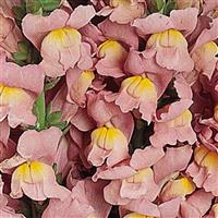 Cool Pink Snapdragon