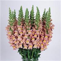 Cool Pink Snapdragon