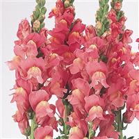 Cool Rose Snapdragon