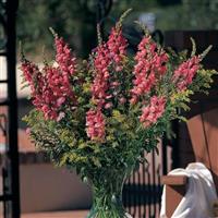 Cool Rose Snapdragon