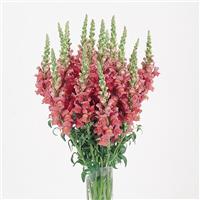 Cool Rose Snapdragon