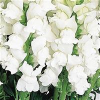 Cool White Snapdragon