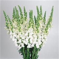 Cool White Snapdragon