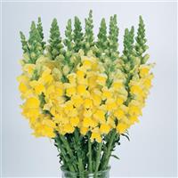 Cool Yellow Snapdragon