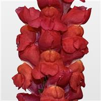 Maryland Flamingo Snapdragon