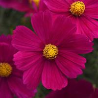 Sonata™ Carmine Cosmos
