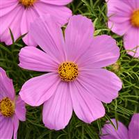 Sonata™ Pink Cosmos