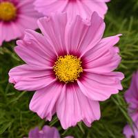 Sonata™ Pink Blush Cosmos