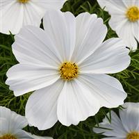 Sonata™ White Cosmos