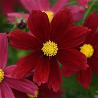 Sonata™ Red Shades Cosmos