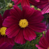 Sonata™ Purple Shades Cosmos