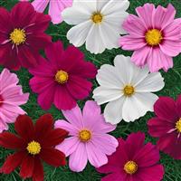 Sonata™ Complete Mixture Cosmos