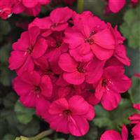 Super Moon™ Violet Zonal Geranium