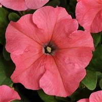 Pretty Grand Coral Petunia