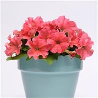 Pretty Grand Coral Petunia