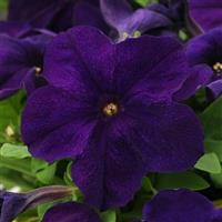 Pretty Grand Midnight Petunia