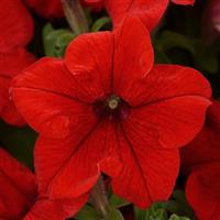 Pretty Grand Red Petunia