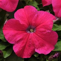 Pretty Grand Rose Petunia