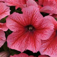 Pretty Grand Summer Petunia