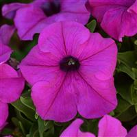 Pretty Grand Violet Petunia