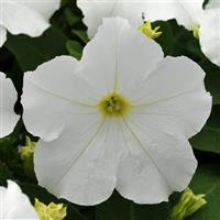 Pretty Grand White Petunia