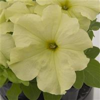 Pretty Grand Mello Yellow Petunia