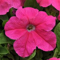 Pretty Grand Deep Pink Petunia