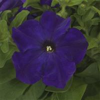 Pretty Grand True Blue Petunia