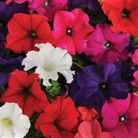 Pretty Grand Mixture Petunia