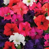 Pretty Grand Formula Mixture Petunia