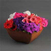 Pretty Grand Formula Mixture Petunia