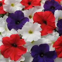 Pretty Grand Flag Mixture Petunia