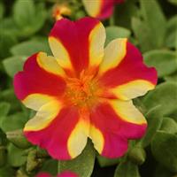 RíoGrande™ Raspberry Lemonade Purslane