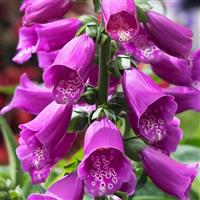 Digitalis Dottie Purple