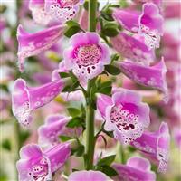 Digitalis Dottie Warm Rose