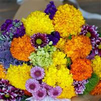 Coco Mix African Marigold