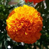 Coco Deep Orange African Marigold