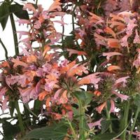 Agastache FlutterFriendly Orange