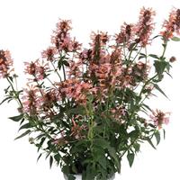 Agastache FlutterFriendly Orange