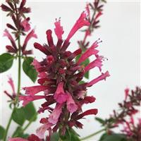 Agastache FlutterFriendly Red
