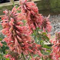 Agastache FlutterFriendly Salmon