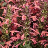 Agastache Maestro Coral