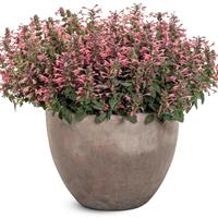 Agastache Maestro Coral