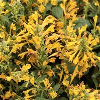 Agastache Maestro Gold