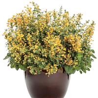 Agastache Maestro Gold