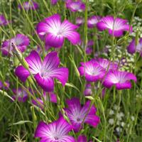 Githago Purple Queen Agrostemma